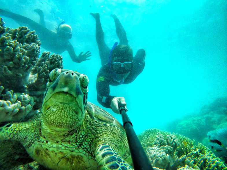 Vrolijke schildpad neemt selfie met mensen