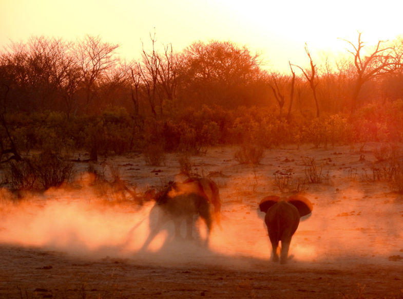 Spelende Olifanten in de zonsondergang