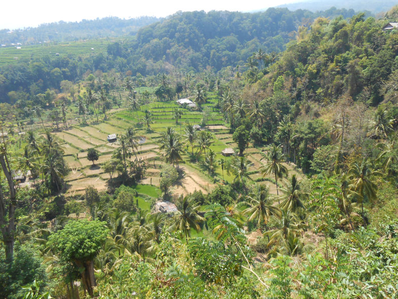 rijstvelden in Lombok