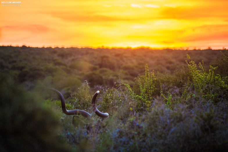 Zonsondergang met de prachtige hoorns van een kudu