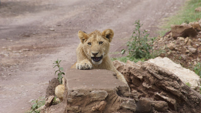 Jonge leeuw in verwondering