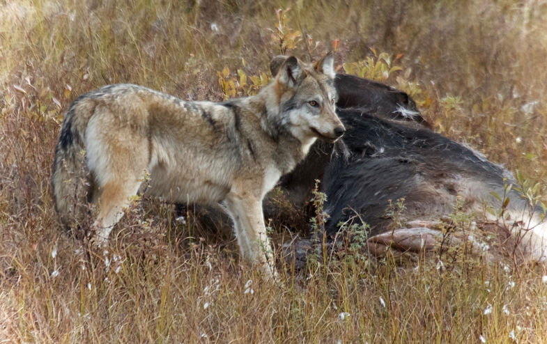Wolf bij een roadkill eland in Alaska !