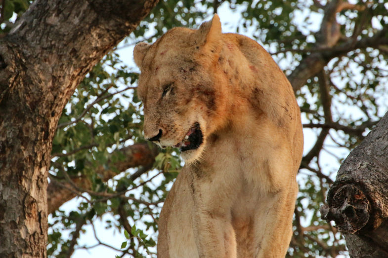 Bang voor de olifant!!