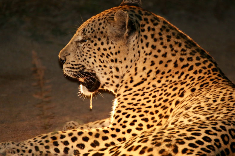 Het luipaard midden op de doorgaande weg
