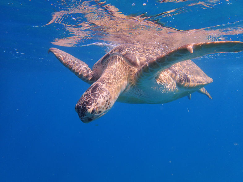 Close encounter met zeeschildpad