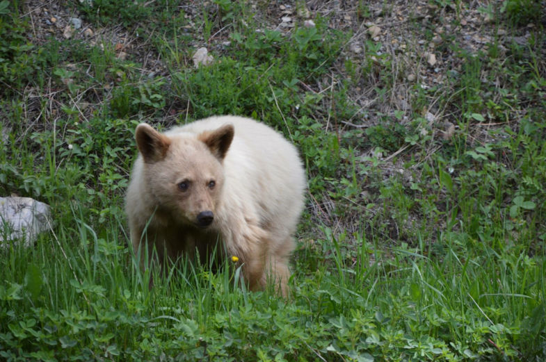 White spirite bear ....bijzonder moment!! Blijkt zeldzaam te zijn .