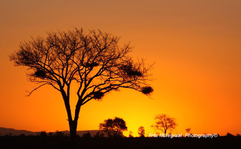 Zonsondergang Sabi Sand