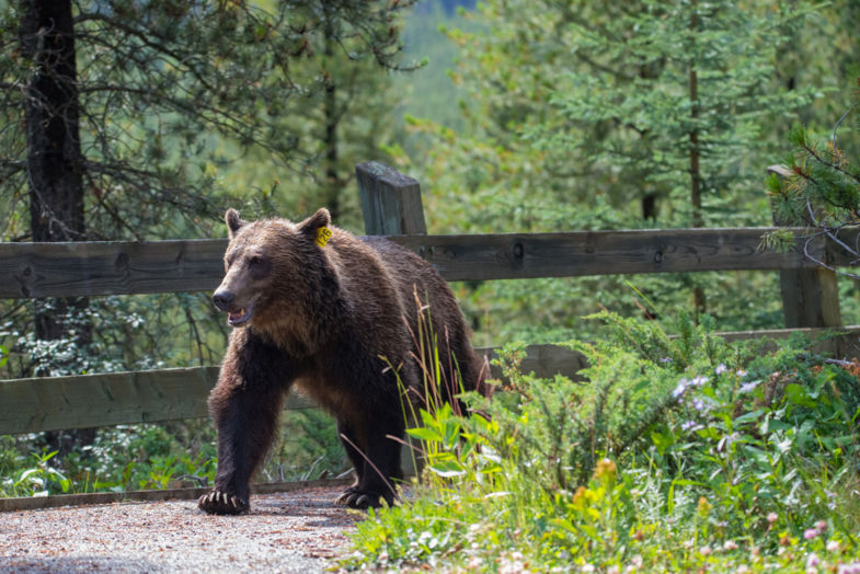Grizzly beer in Banff Nationaal park