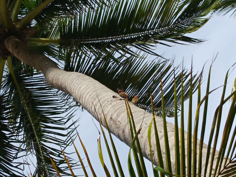 Couple of woodpeckers, making a home in a beautifull palmtree.