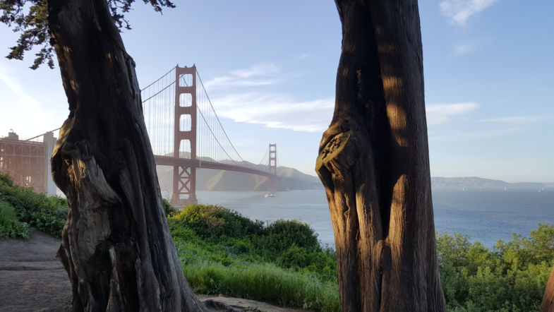 Two trees ons bridge