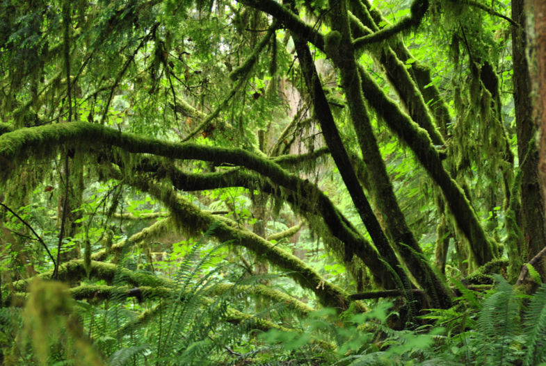 Regenwoud in Vancouver
