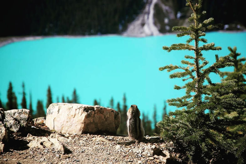 Peyto Lake, Banff National Park, Canadese Rocky Mountains, Canada