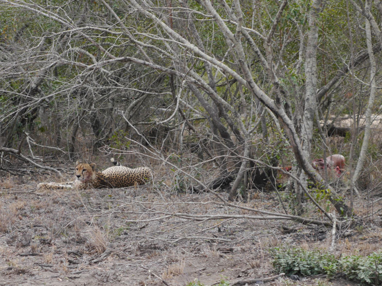 Deze cheetah had goed gegeten (rechts ligt de net verorberde gnoe)