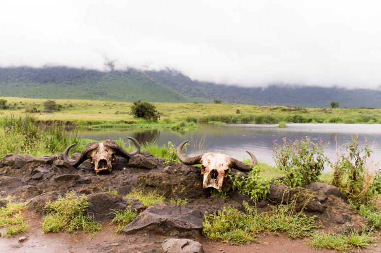 the circle of life - Ngorongoro crater, tanzania
