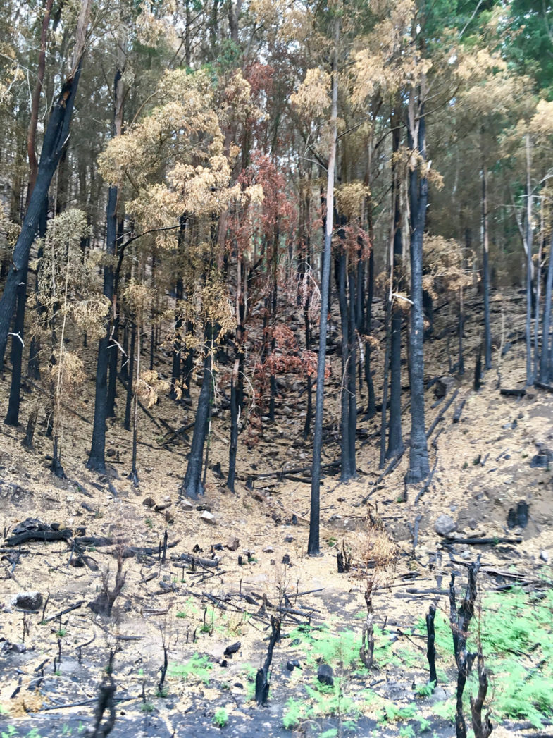 Herfst kleuren in zomer periode