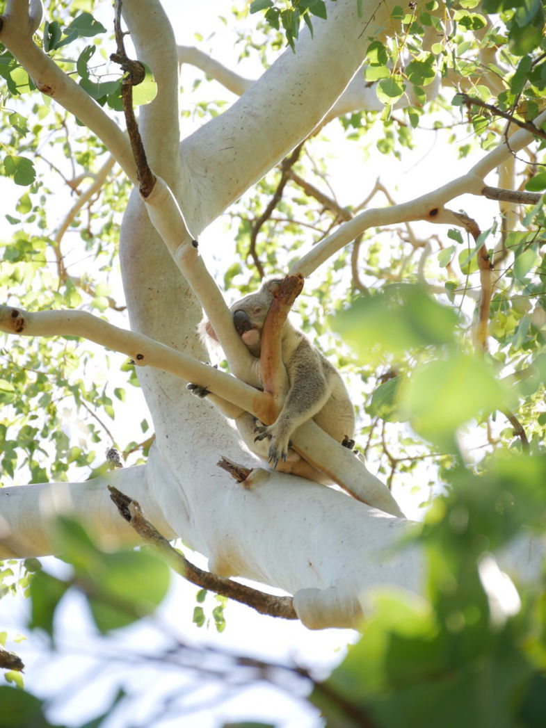 Wilde koala in de prachtige natuur van Australië
