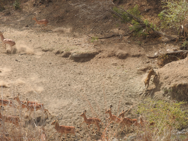 Puur natuur in het Krugerpark