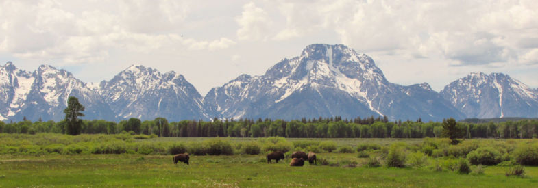 Buffels voor Grand Teton Mountains