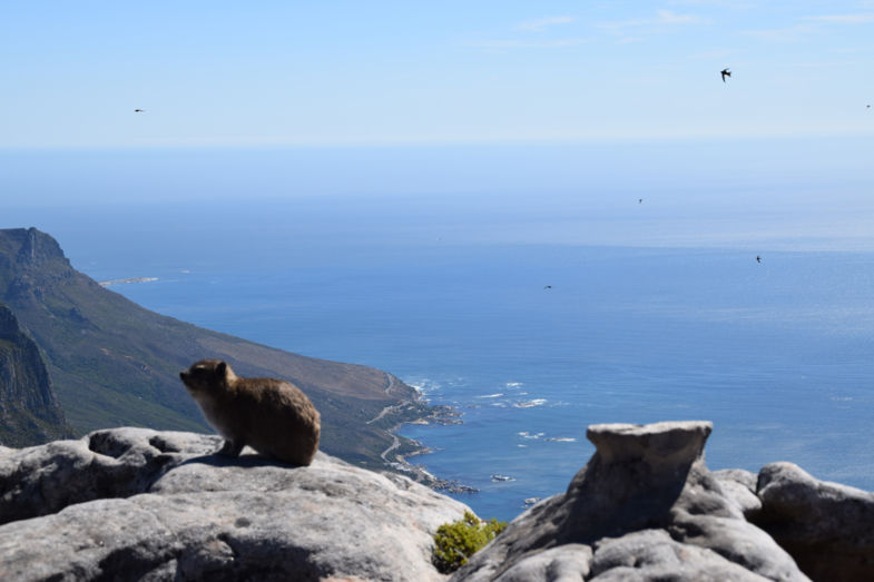 De marmot geniet van het mooie uitzicht op de tafelberg.