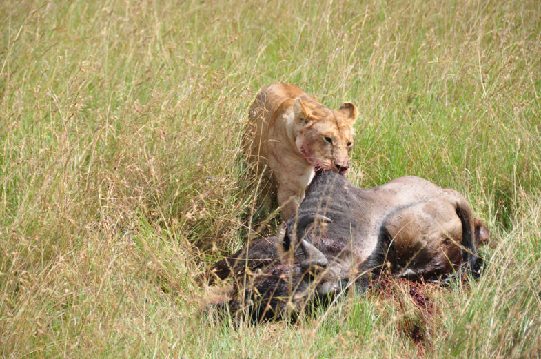 Leeuwin terug van de jacht met haar prooi