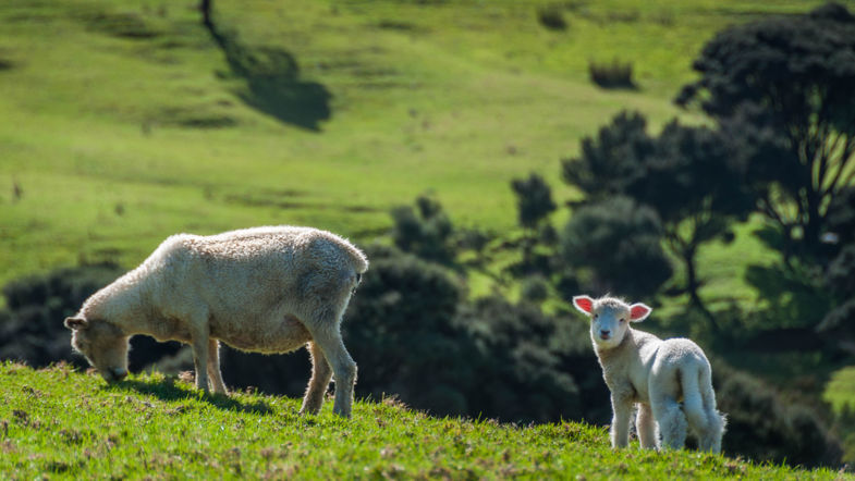 Mary had a little lamb.