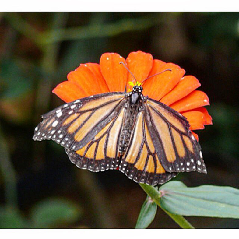 Butterfly on flower
