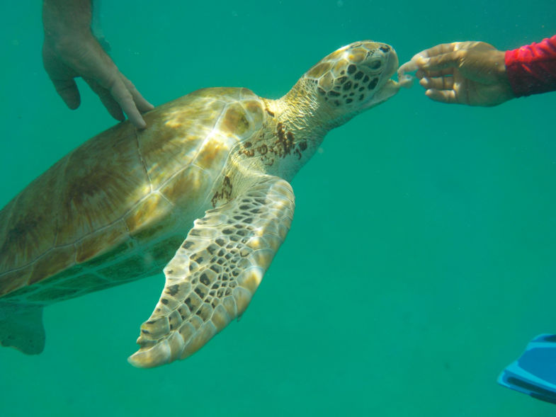 Laat iemand anders ze maar voeren