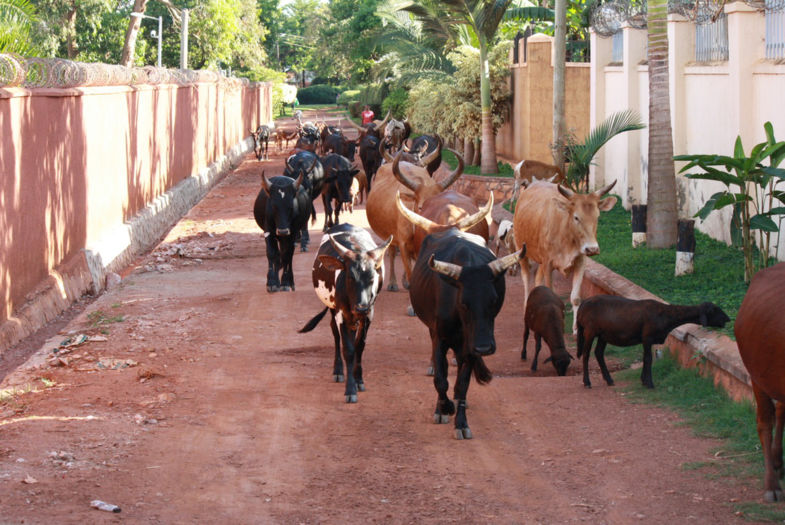Stop!!! Koeien eerst. In een buitenwijk van Kampala, Uganda.