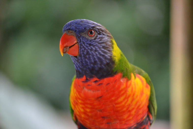 Summer with Rainbow Lorikeet