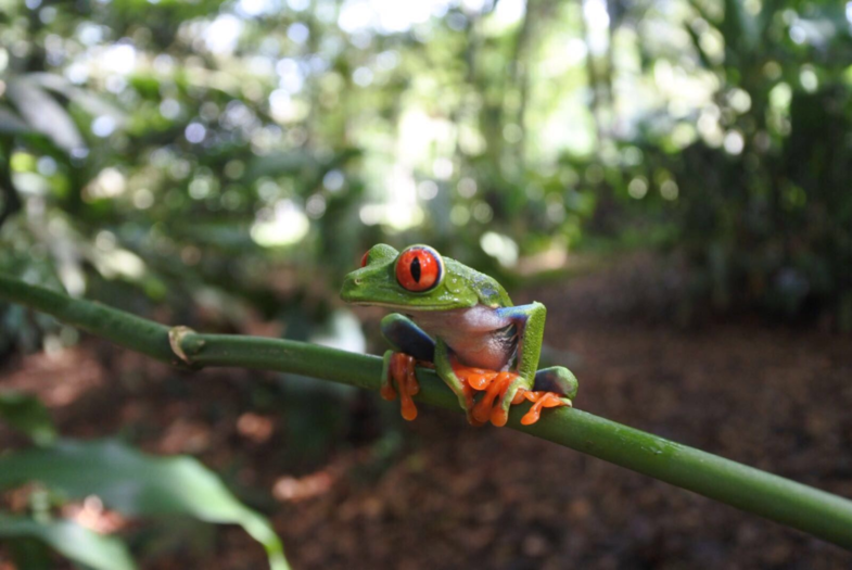 Red Eyed Tree Frog in the Jungle of Costa Rica