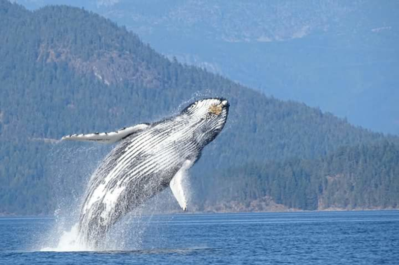 Whalewatching Vancouver Island