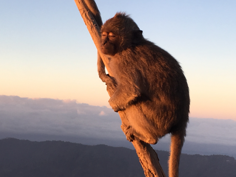 Grijze makaak op de Batur vulkaan