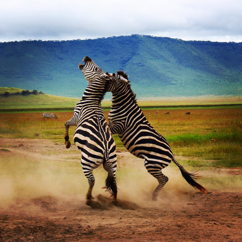 Fighting zebras!