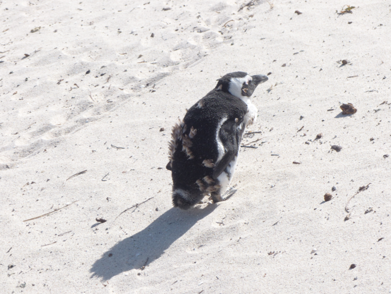 Zuid Afrikaanse Pinguin