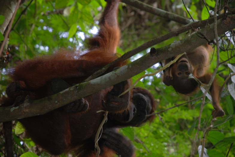 I see you! - Wilde Oerang Oetangs in Kalimantan, Borneo.