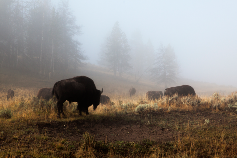 Early Morning Wildlife Yellowstone