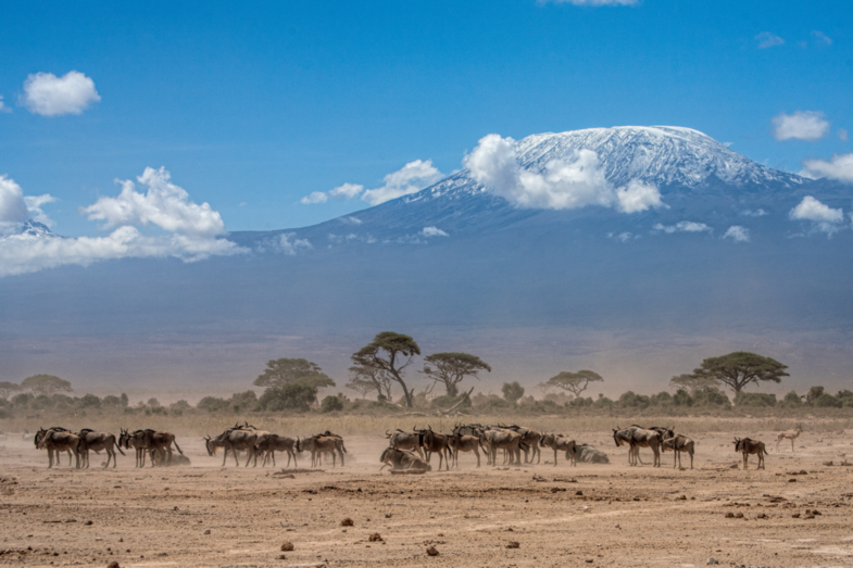 Dusty Amboseli National park...