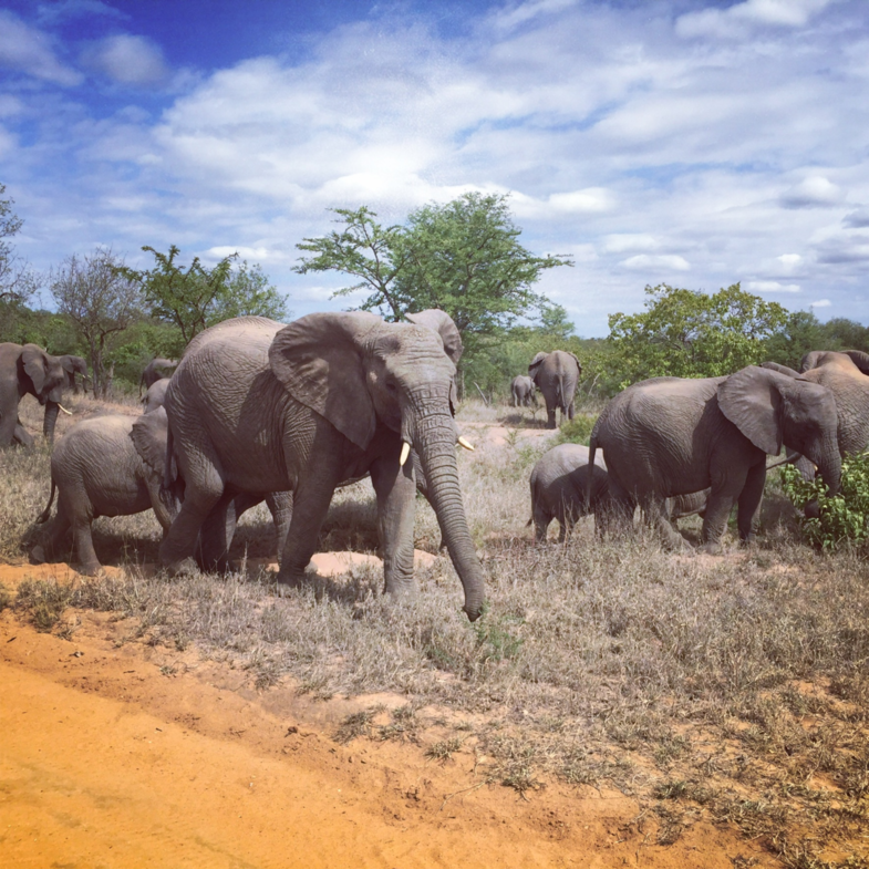 Bezoek van de olifantenfamilie
