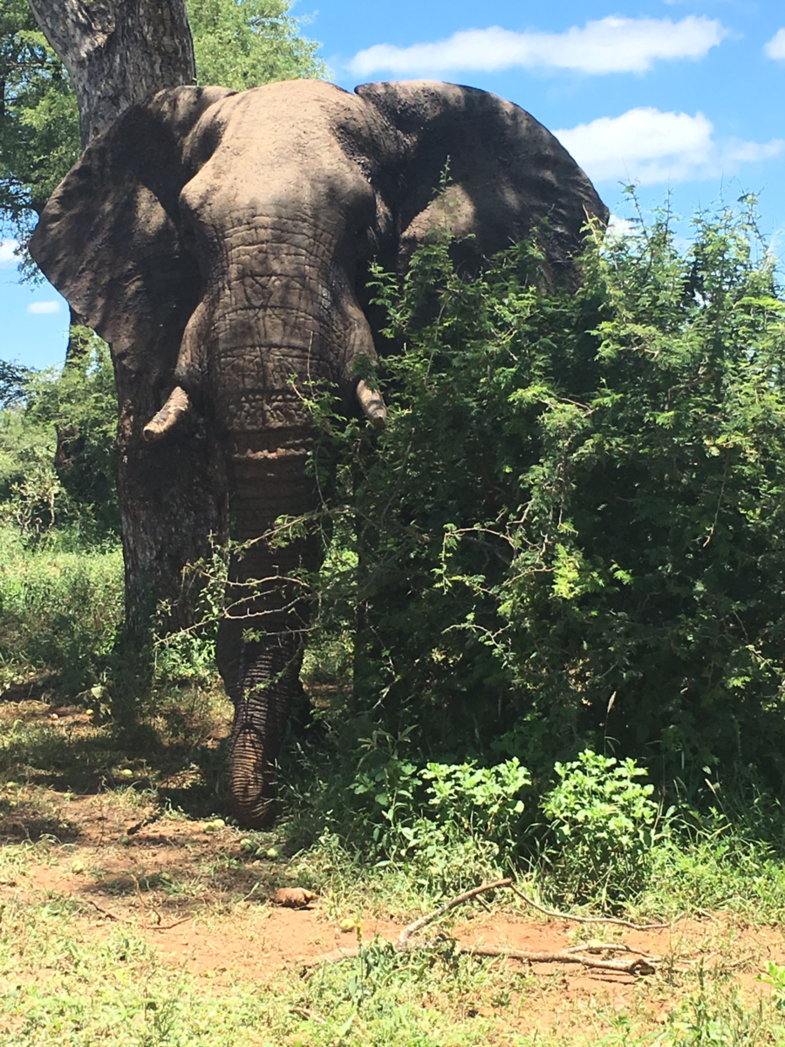 Krugerpark Zuid-Afrika