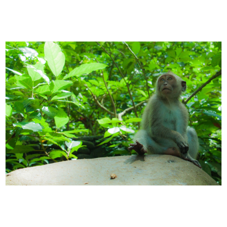 One of the many monkeys in Ubud