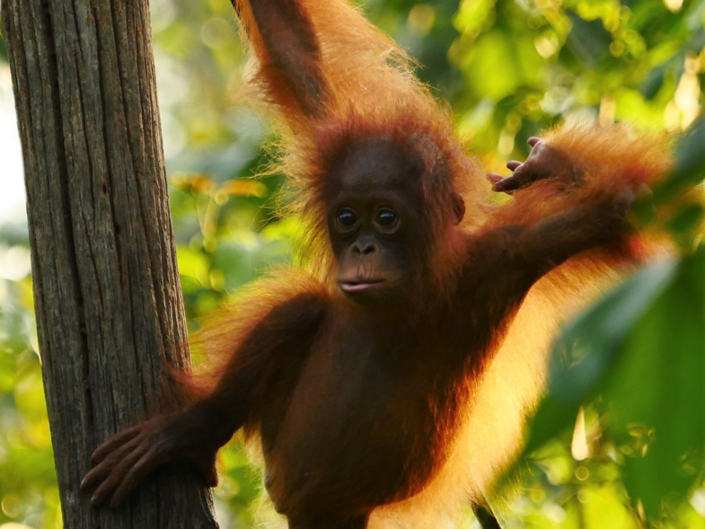 Baby oerang oetang Kalimantan