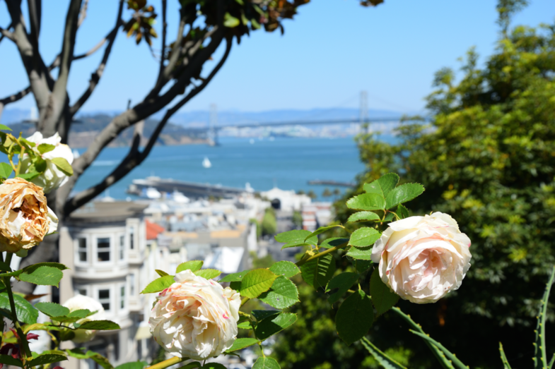 Roses in San Francisco
