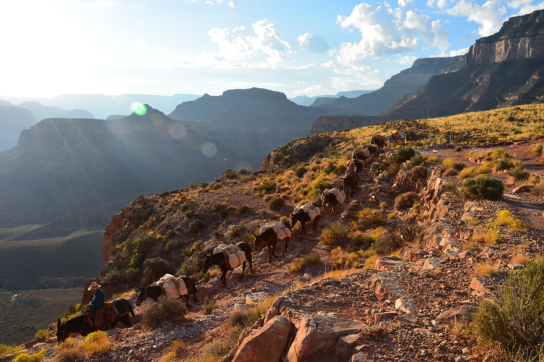 Muilezels zorgen voor bevoorrading in Grand Canyon