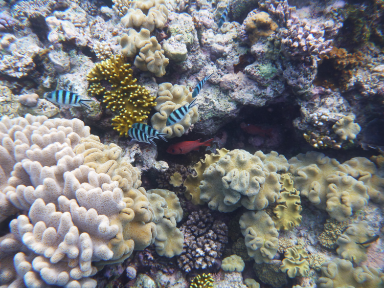Snorkelen op het Great Barrier Reef