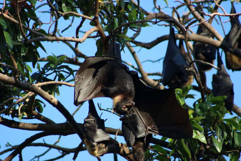 Mega bat @ Cairns