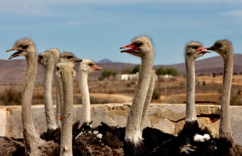 ostrich talks