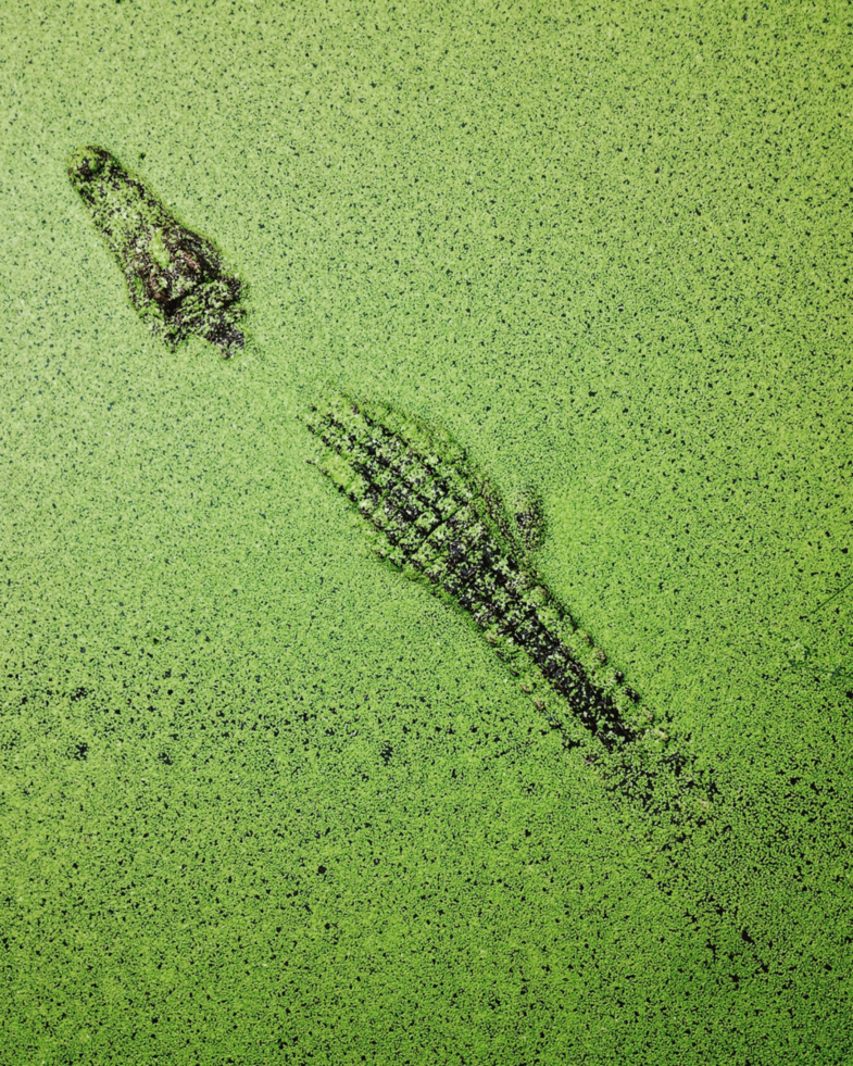 See ya later alligator!