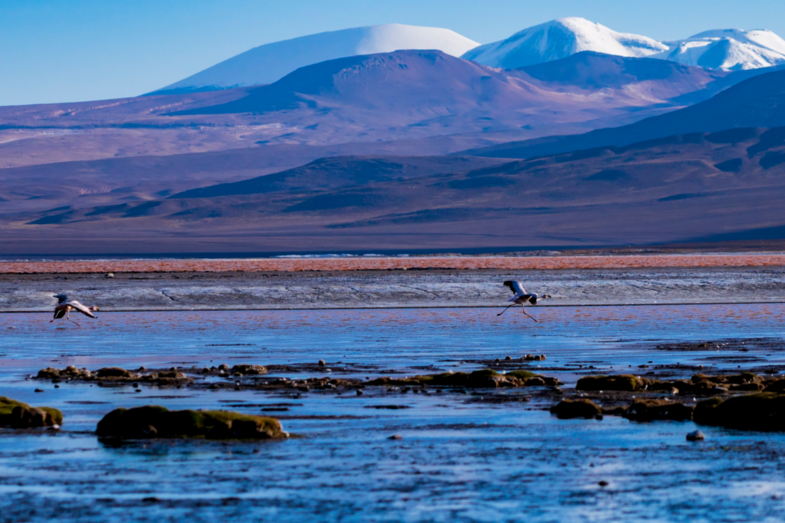Flamingo Runaway bij rood vulkanisch meer