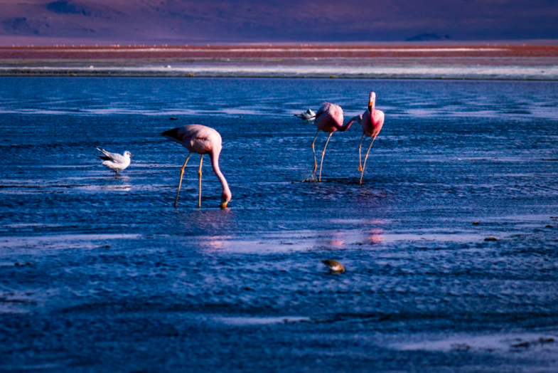 Flamingo fight