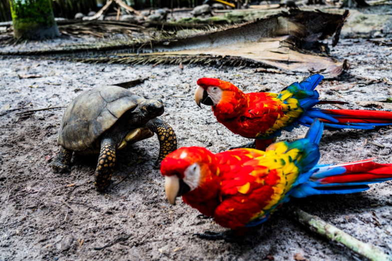 Schildpad en papegaaien in de jungle